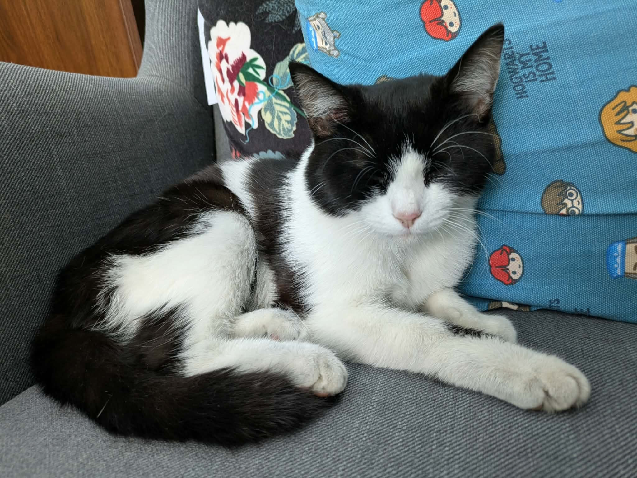 F417 - black and white female - OAKWOOD