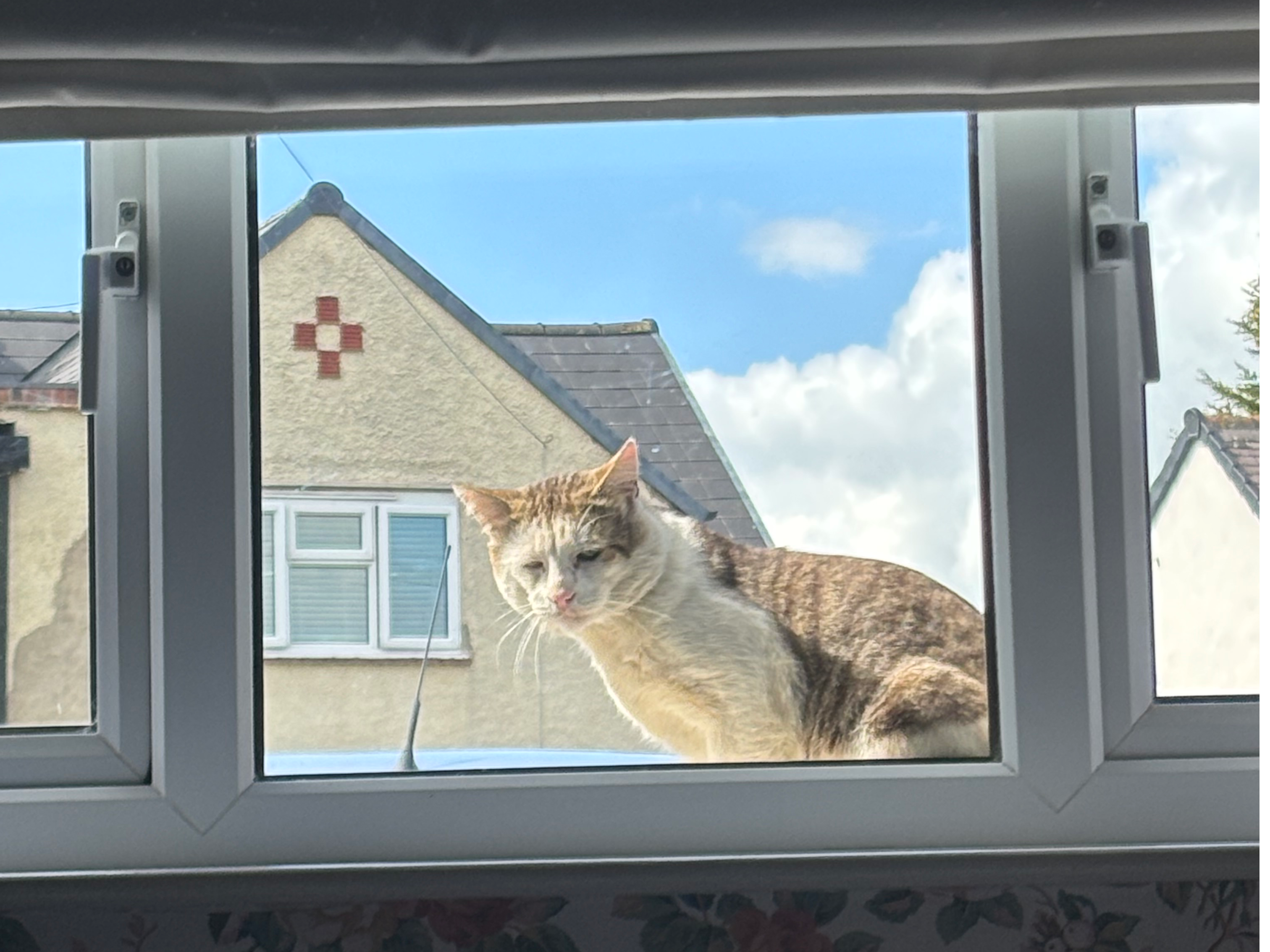 F419 - grey and white male- ALLENTON