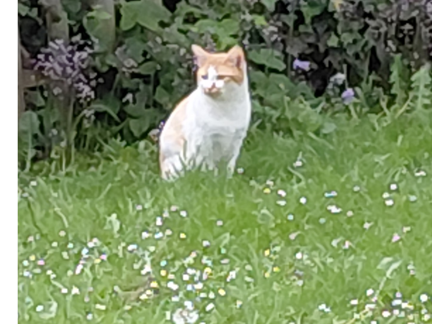 F420 - White & ginger male - ALVASTON