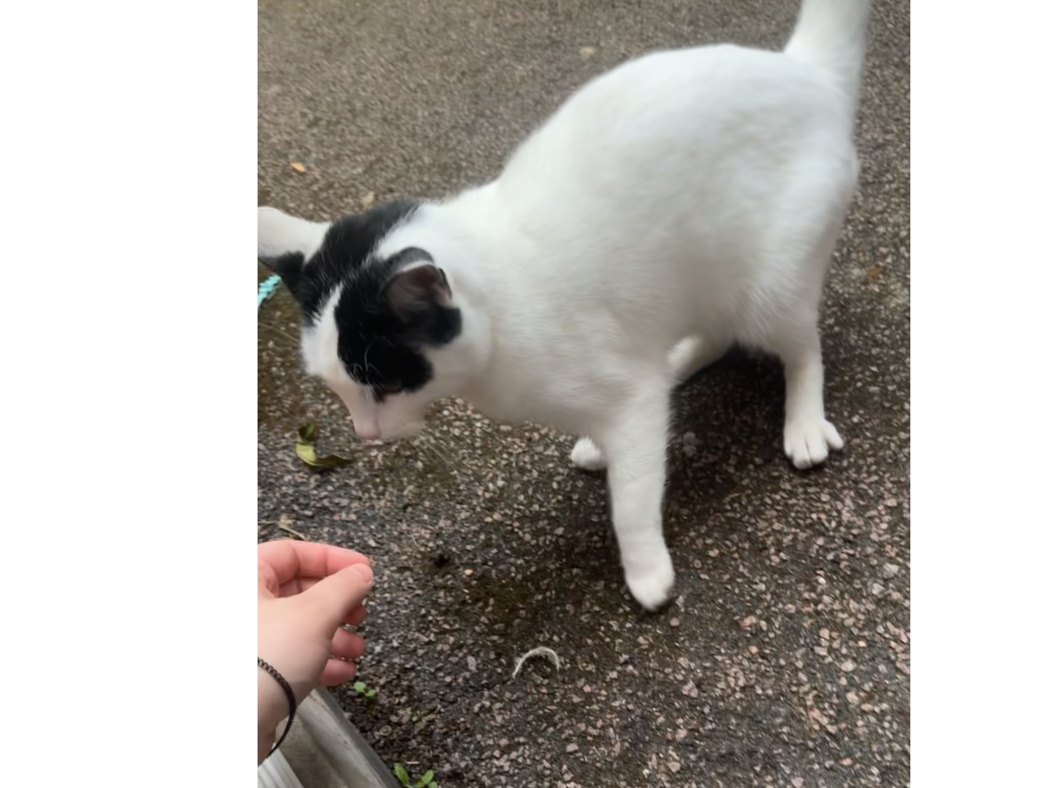 F421 - White & black male - ALLENTON