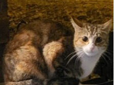 F422 - tabby & white - DERBY