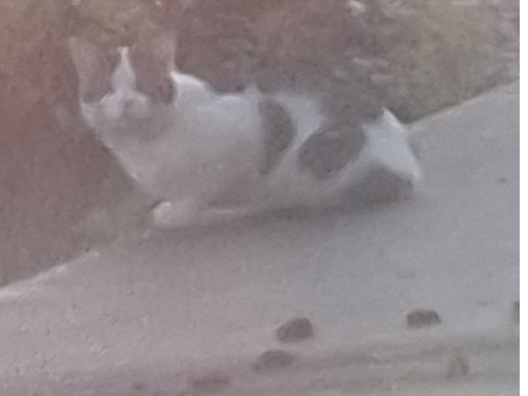 F423 - white & grey male - ALVASTON