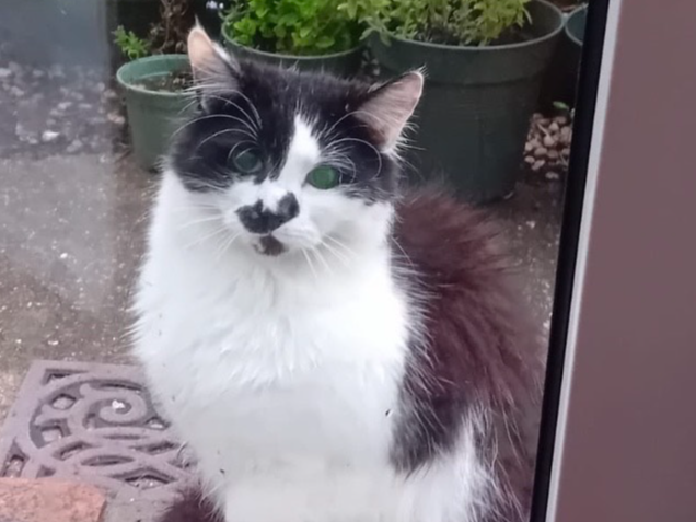 Stray?