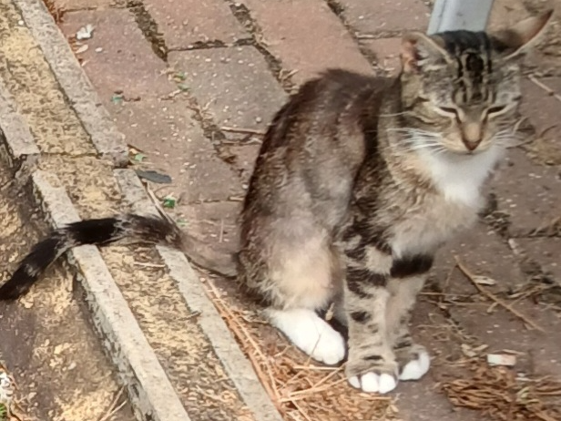 Stray?