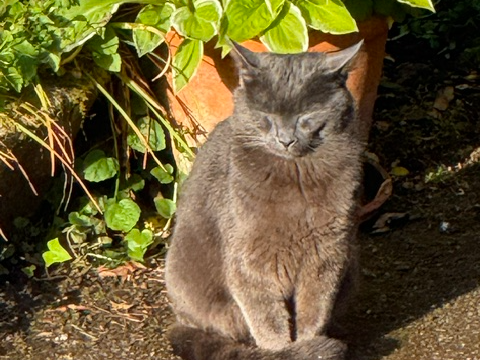 Stray?