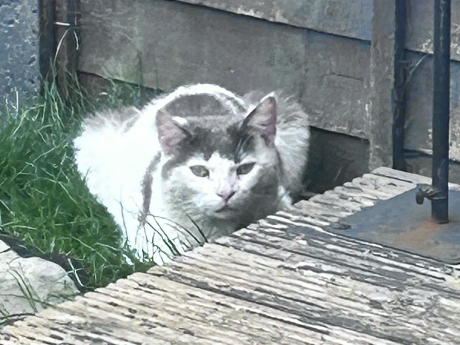 Grey and white - Greenham, Bretton