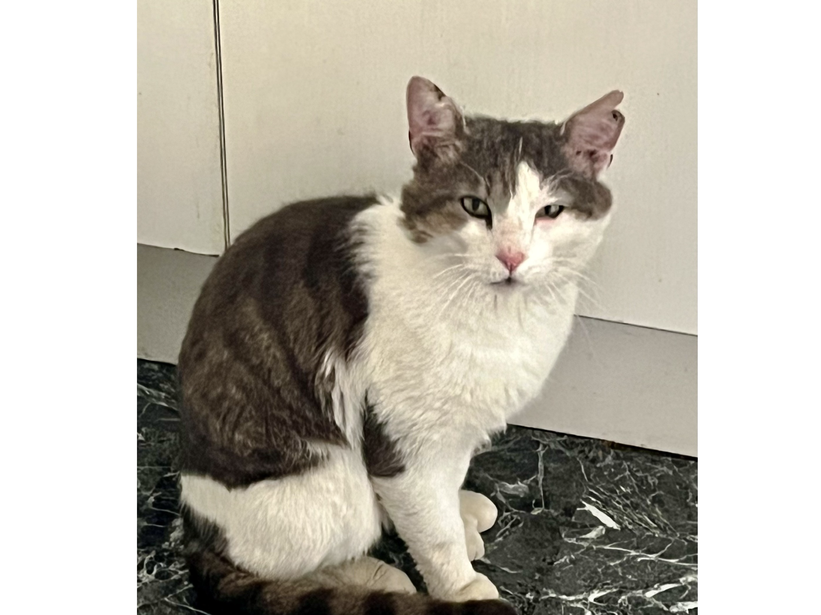 Grey and white male - Hinchcliffe, Orton Goldhay