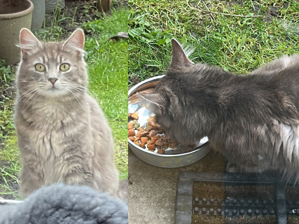 Found cat, Tynemouth, NE30 4AD