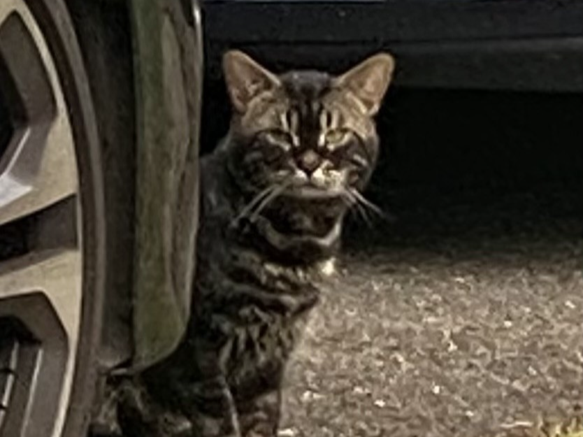 Stray?