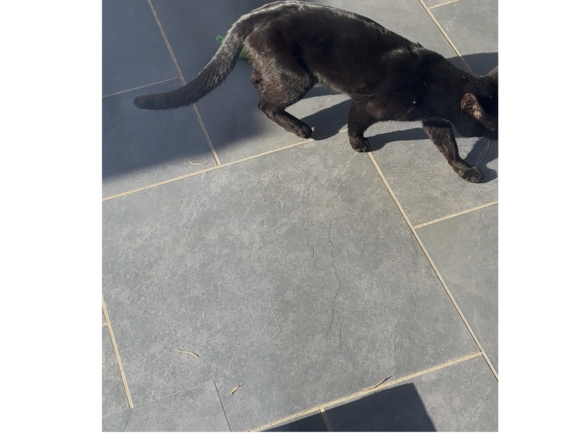 F424 - black male - ALLESTREE