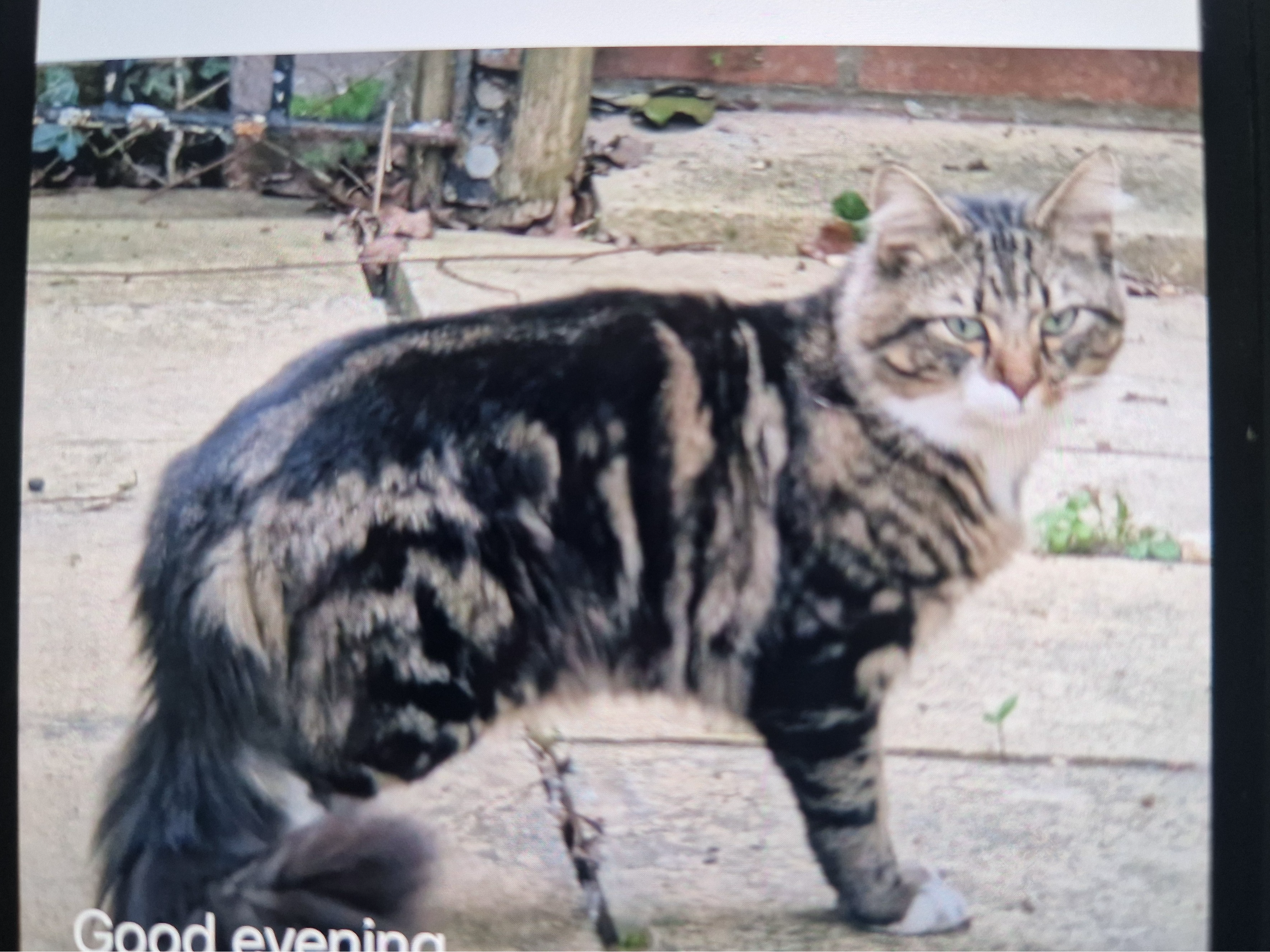 Tabby & White Cat - Epsom