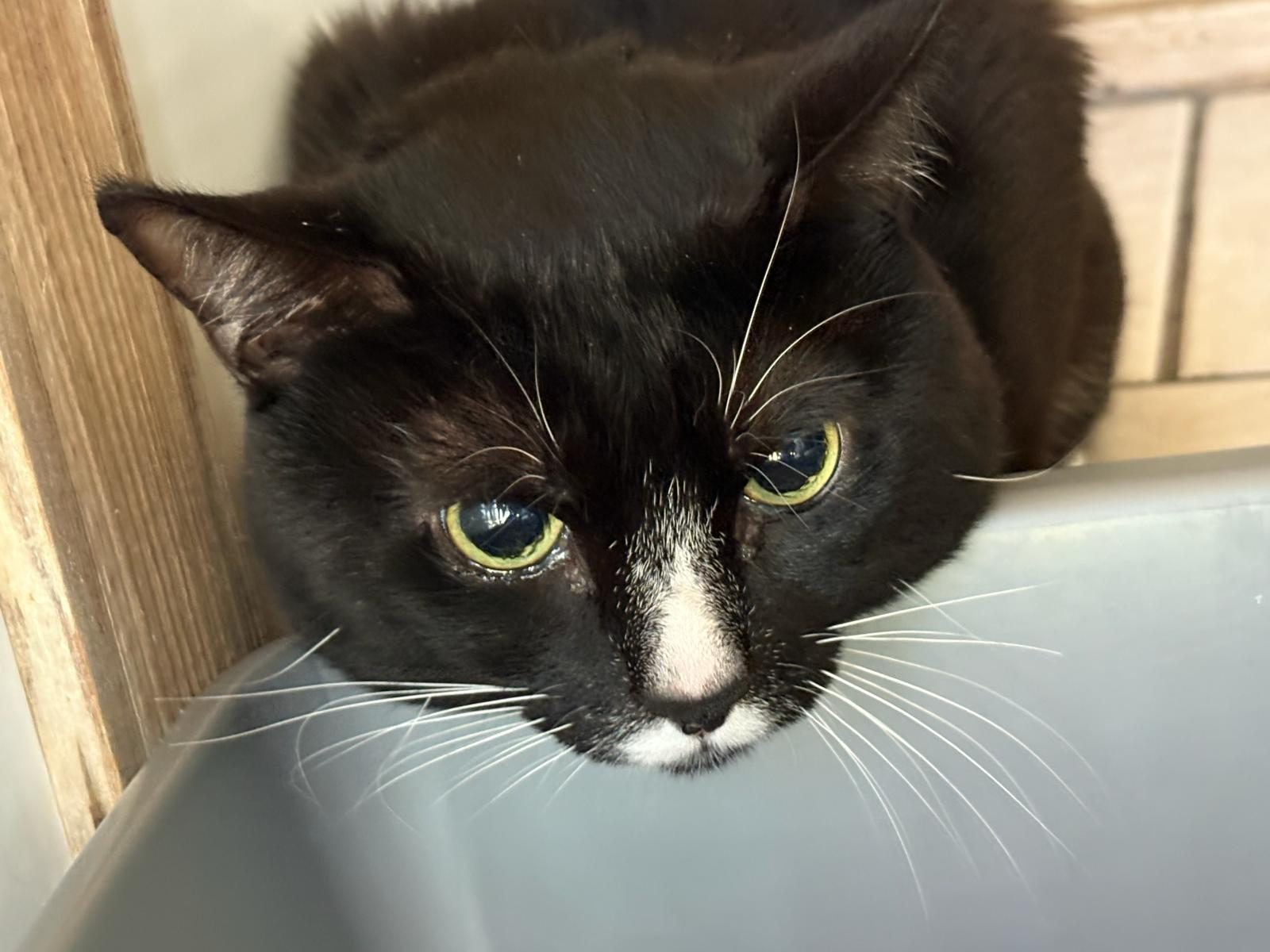 Black & White Cat - Tattenham Corner