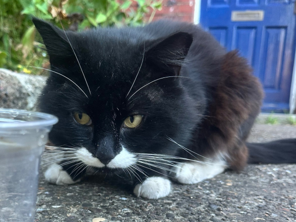 Found cat in Heaton, NE6