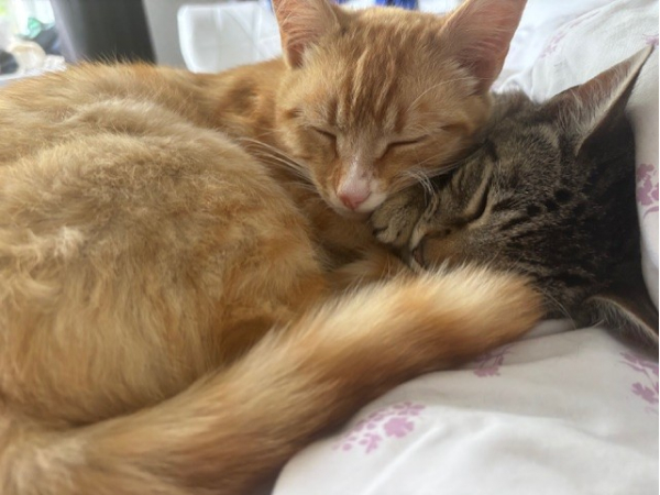 Found kittens, Felling
