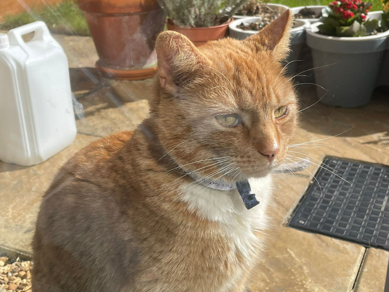 Ginger/white, Barnwell