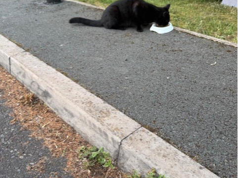 F425 - black cat - BURTON