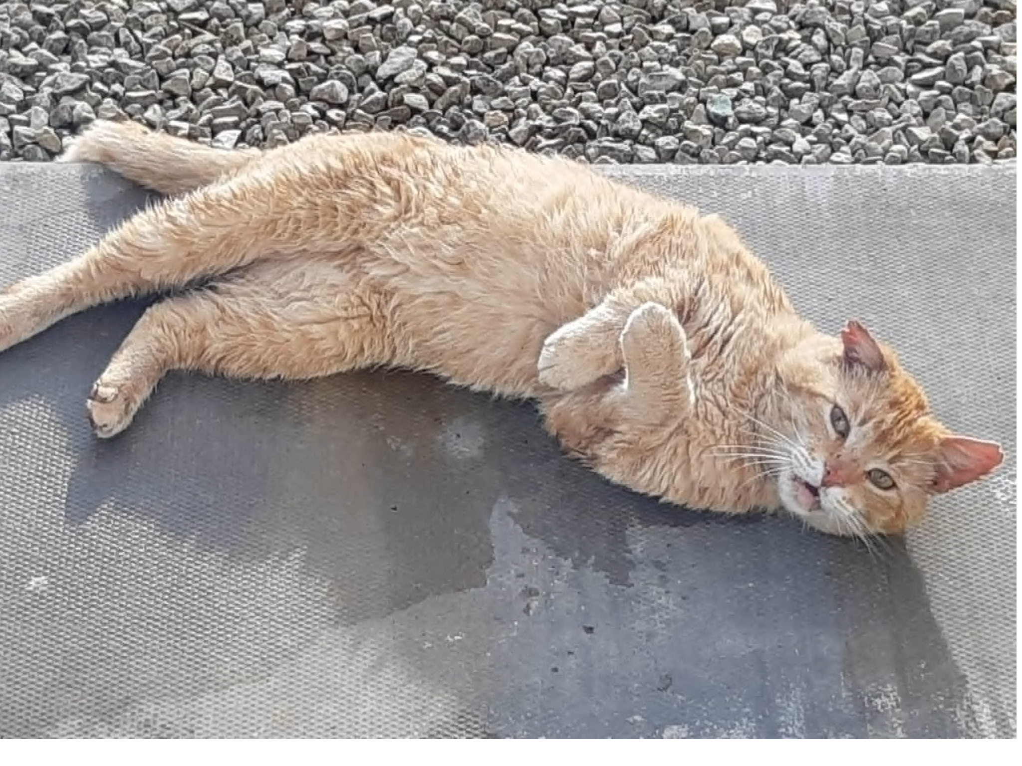 Stray
