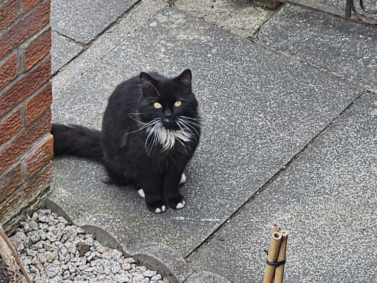 Stray