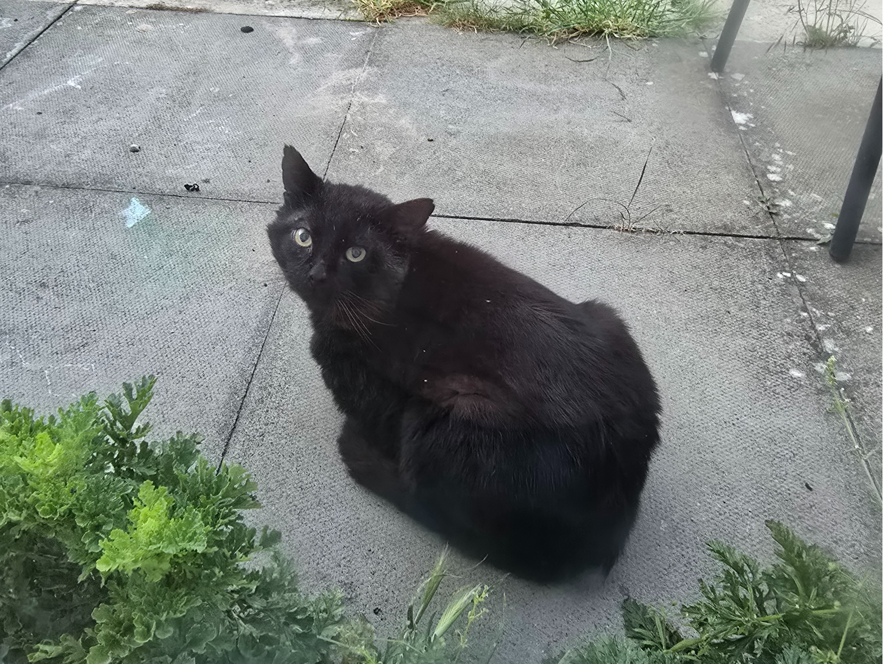 Black male - Charlotte Way, Netherton