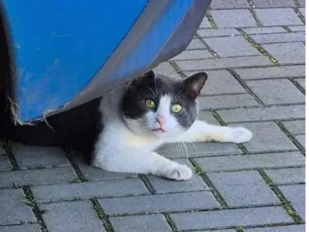 Grey and white male - Spalding Road/Broadgate Lane, Deeping St James
