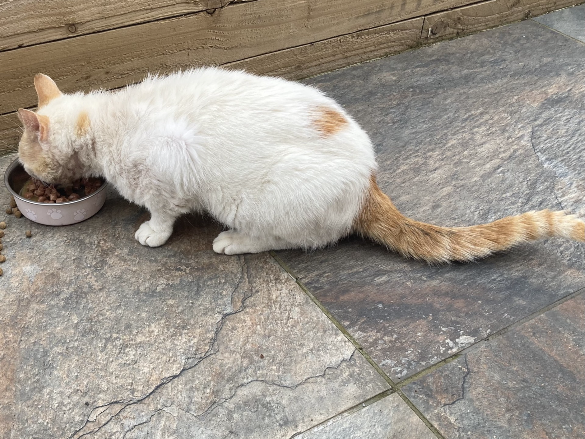 F426 - white & ginger male - ALVASTON