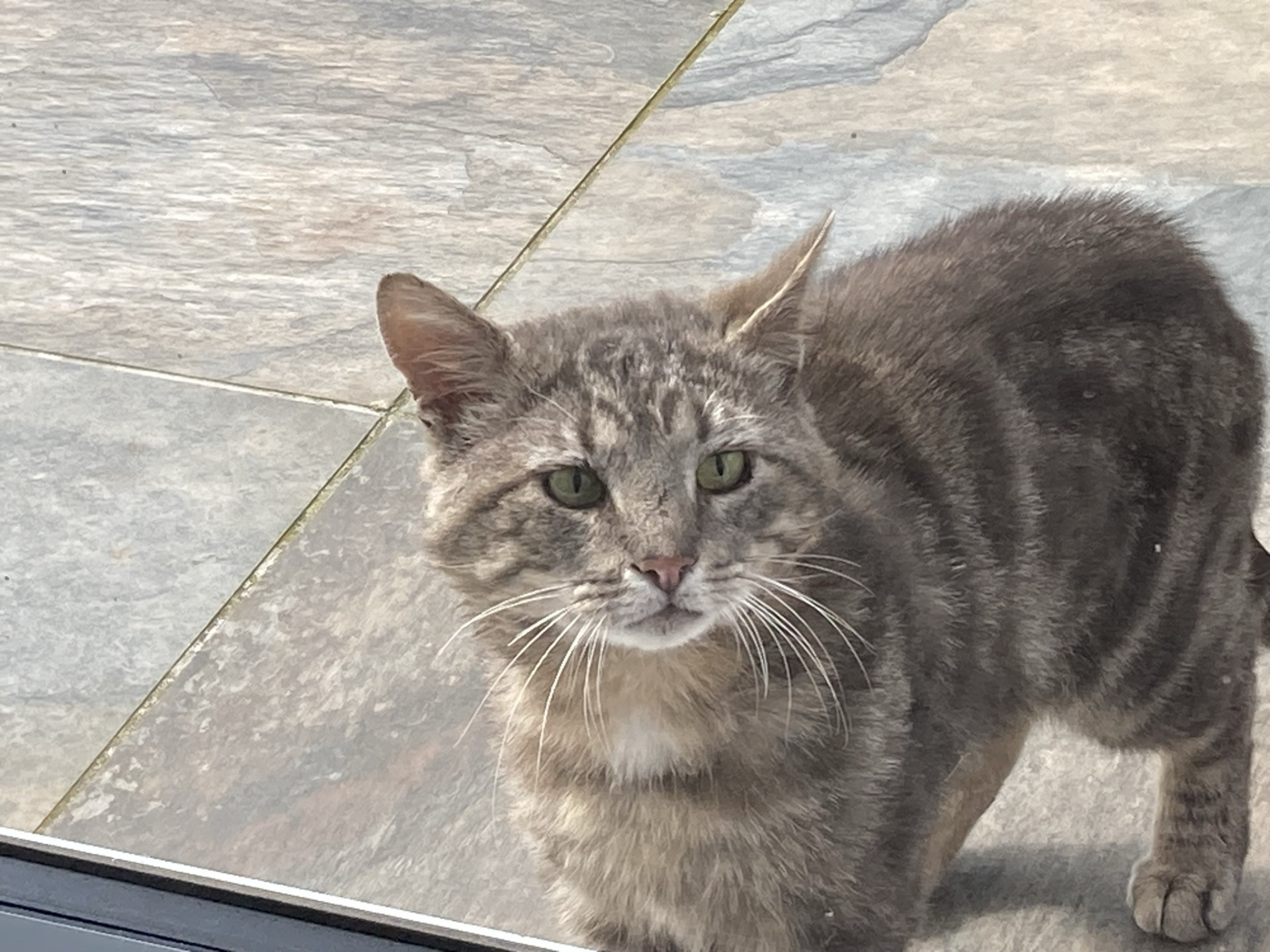 F427 - tabby male - ALVASTON