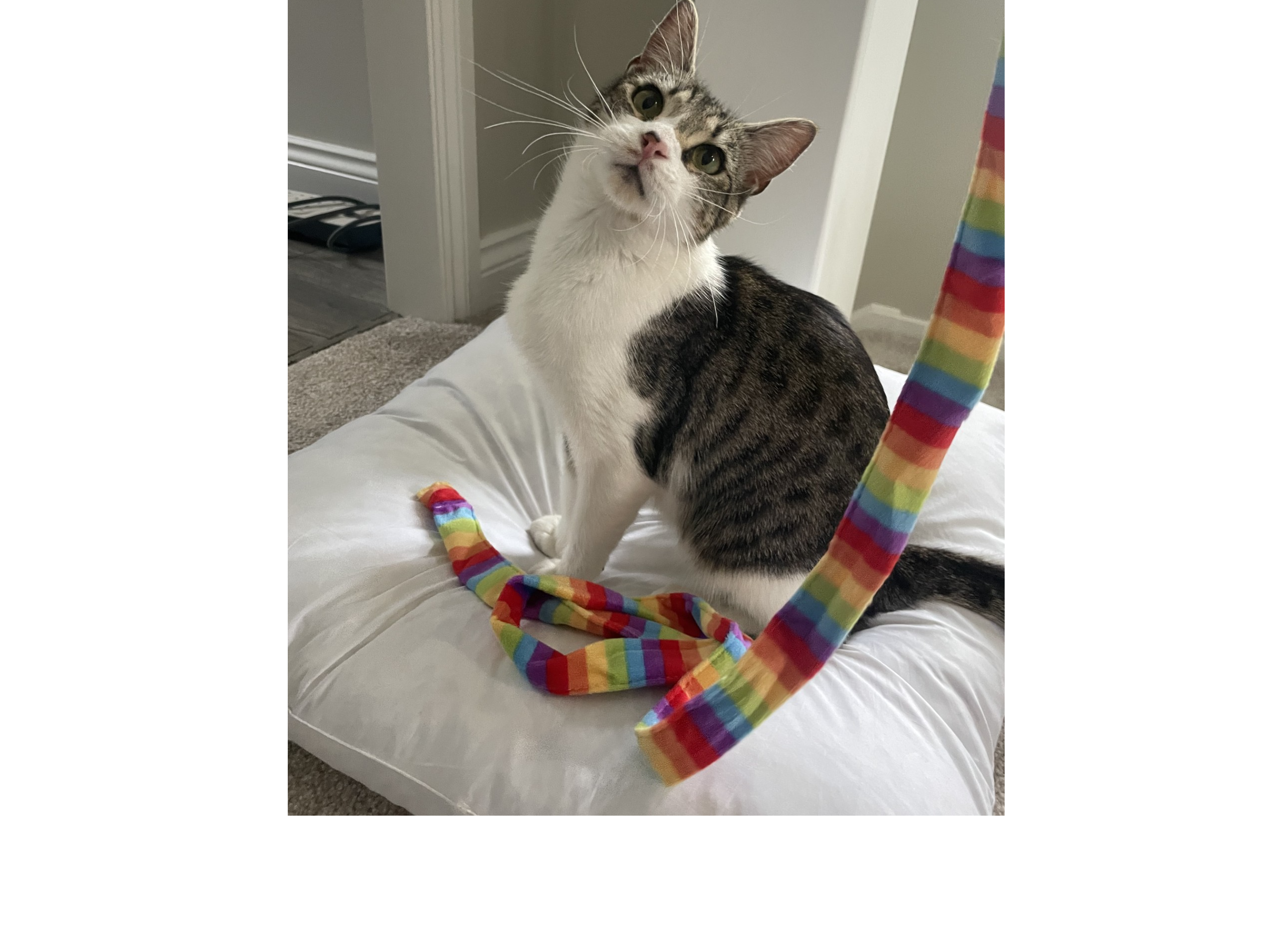 F428 - tabby & white female - DERBY