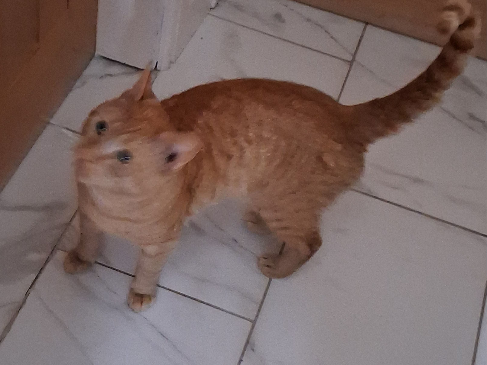 F429 - ginger male - DERBY