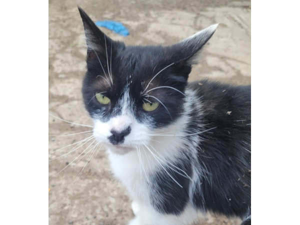 Found cat Walkergate NE6