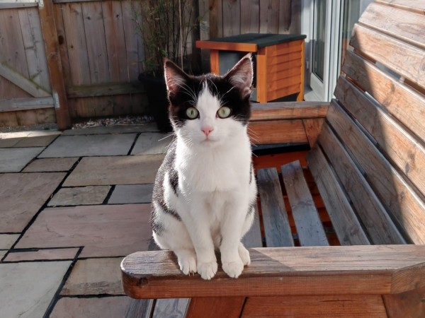 Found cat NE61