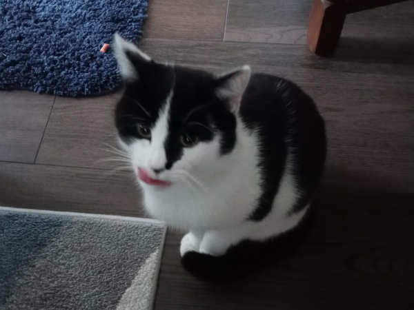 Found cat Stobhill, Morpeth