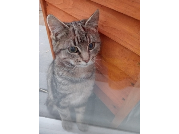 Tabby found in Morpeth NE61