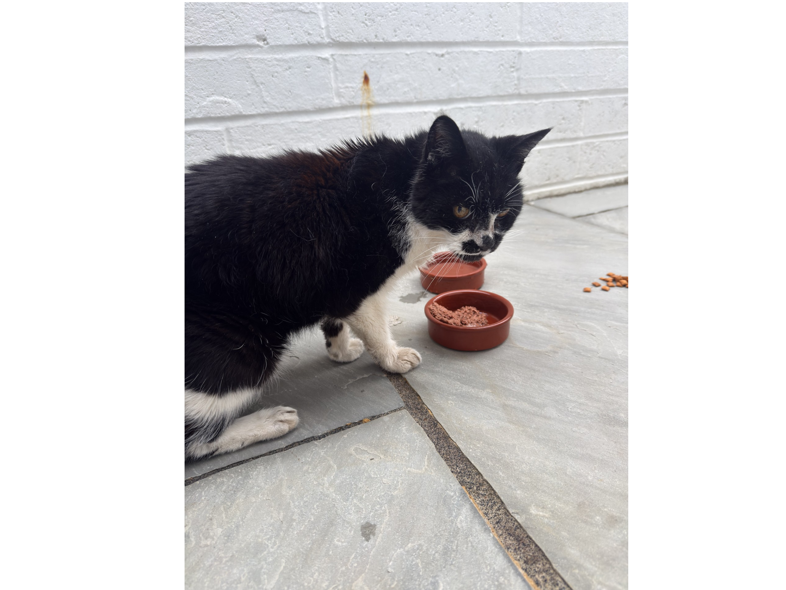 Found Cat
