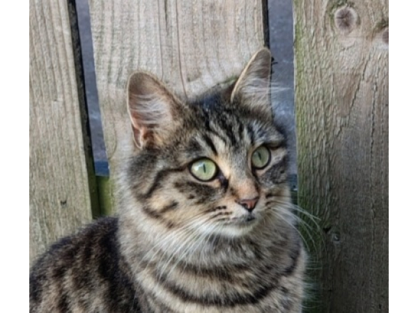 Found cat Newbiggin