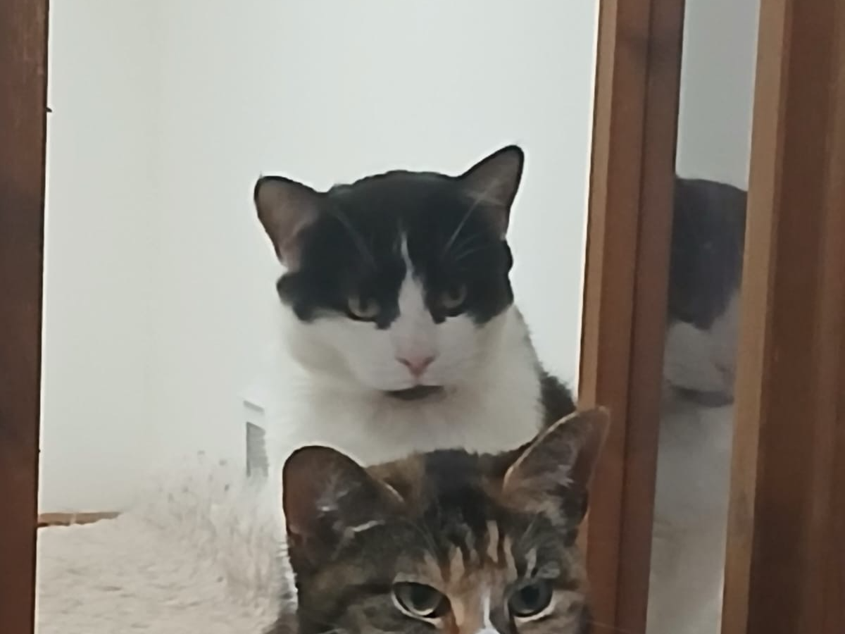 Salisbury Duo