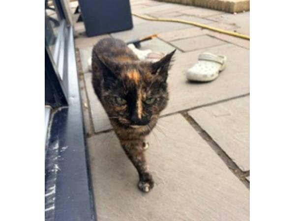 Found cat, Eachwick NE18