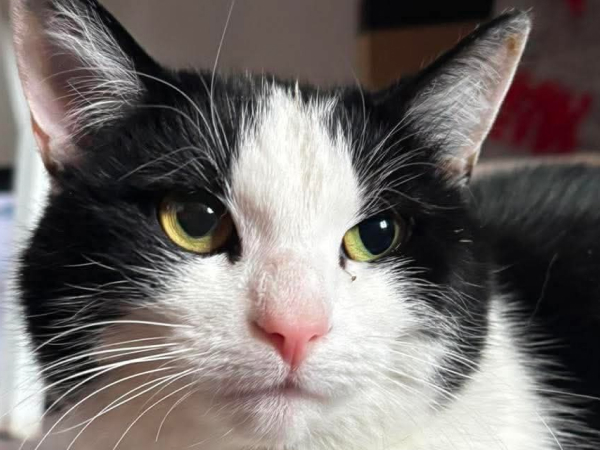 Found cat, Felling, NE10