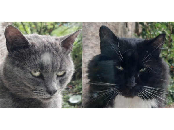 2 cats found in Dunston area