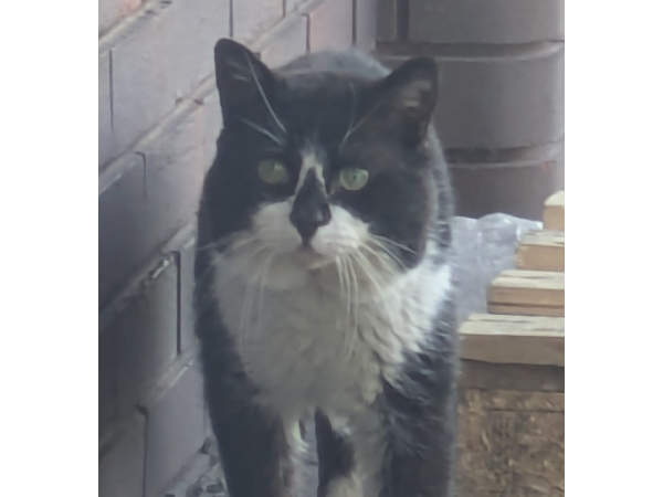 Found cat, East Howdon