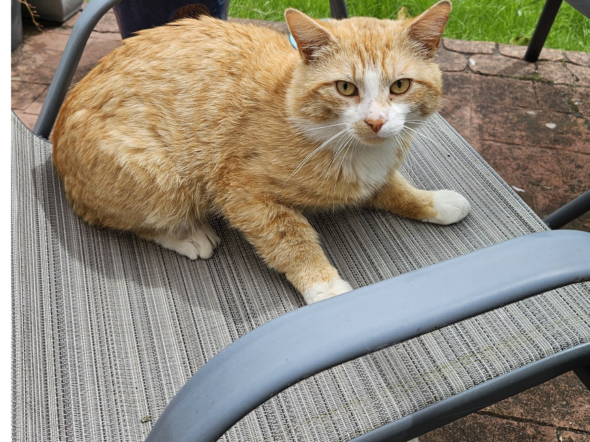 F432 - ginger & white cat - DERBY