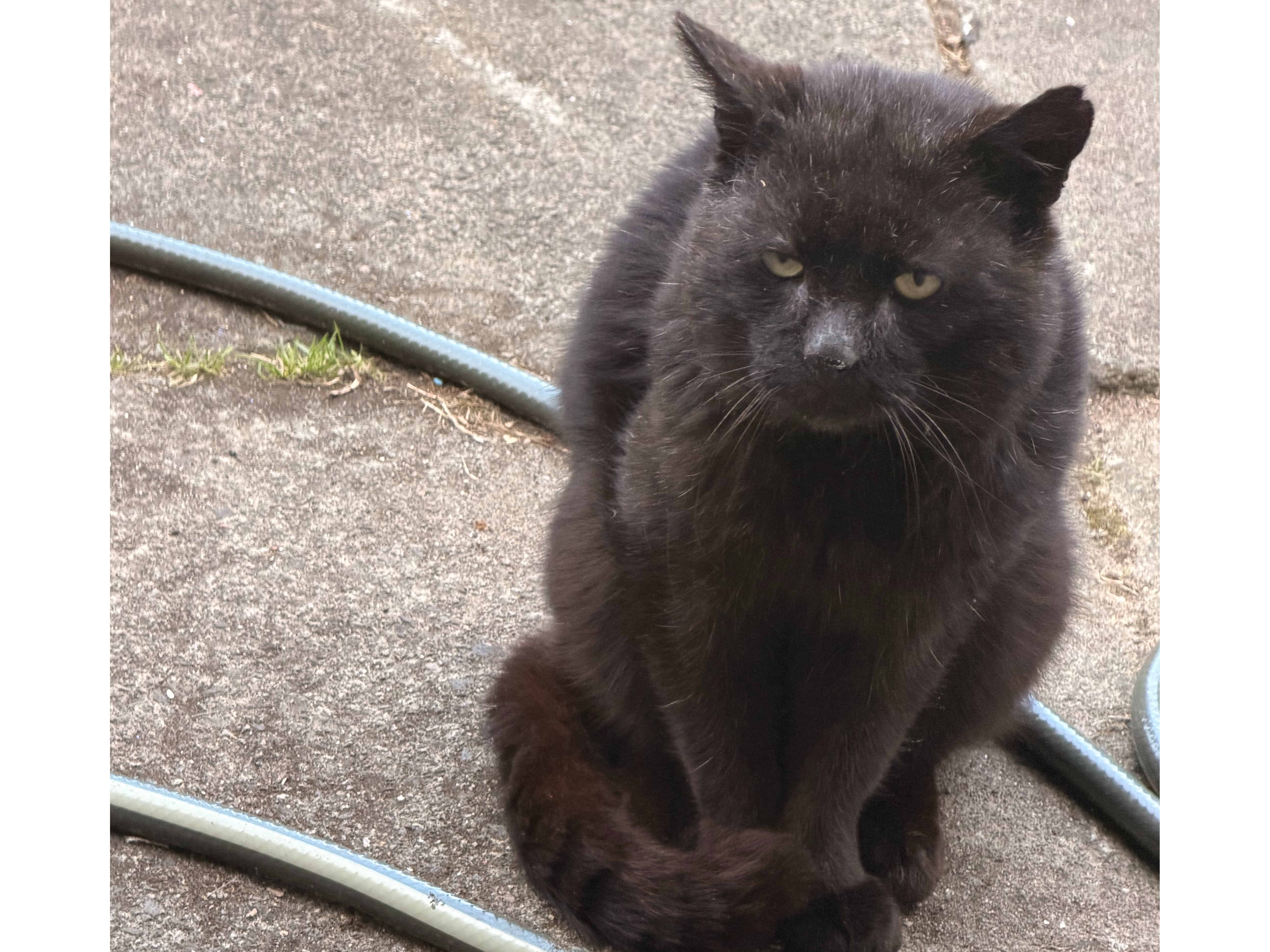 Polbeth Stray