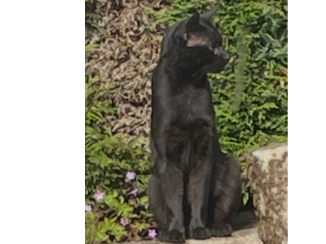 F434 - black male - BURNASTON