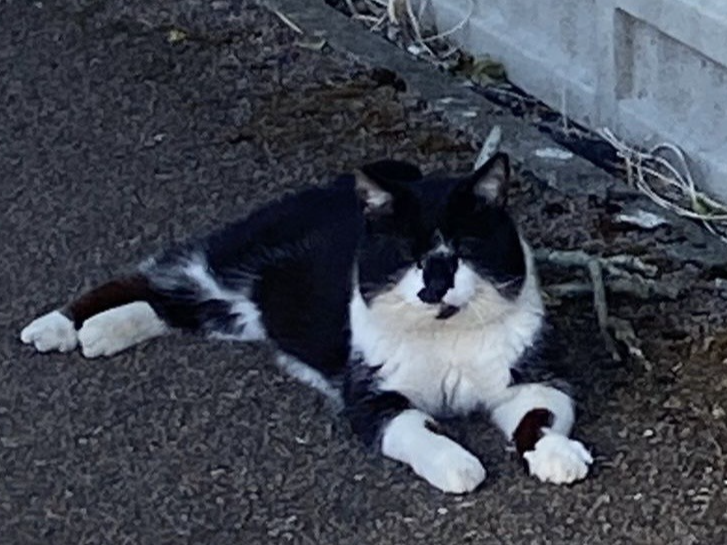 Stray?