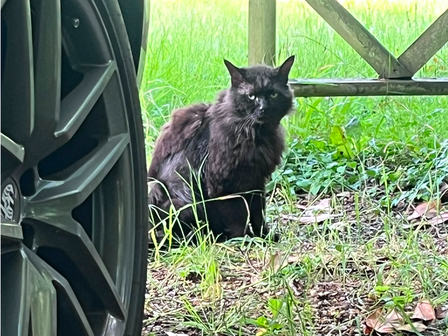 Black & Brown Cat - Tadworth