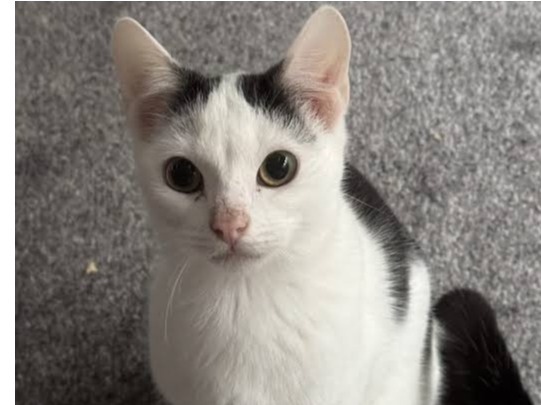 White & Black Cat - Surbiton