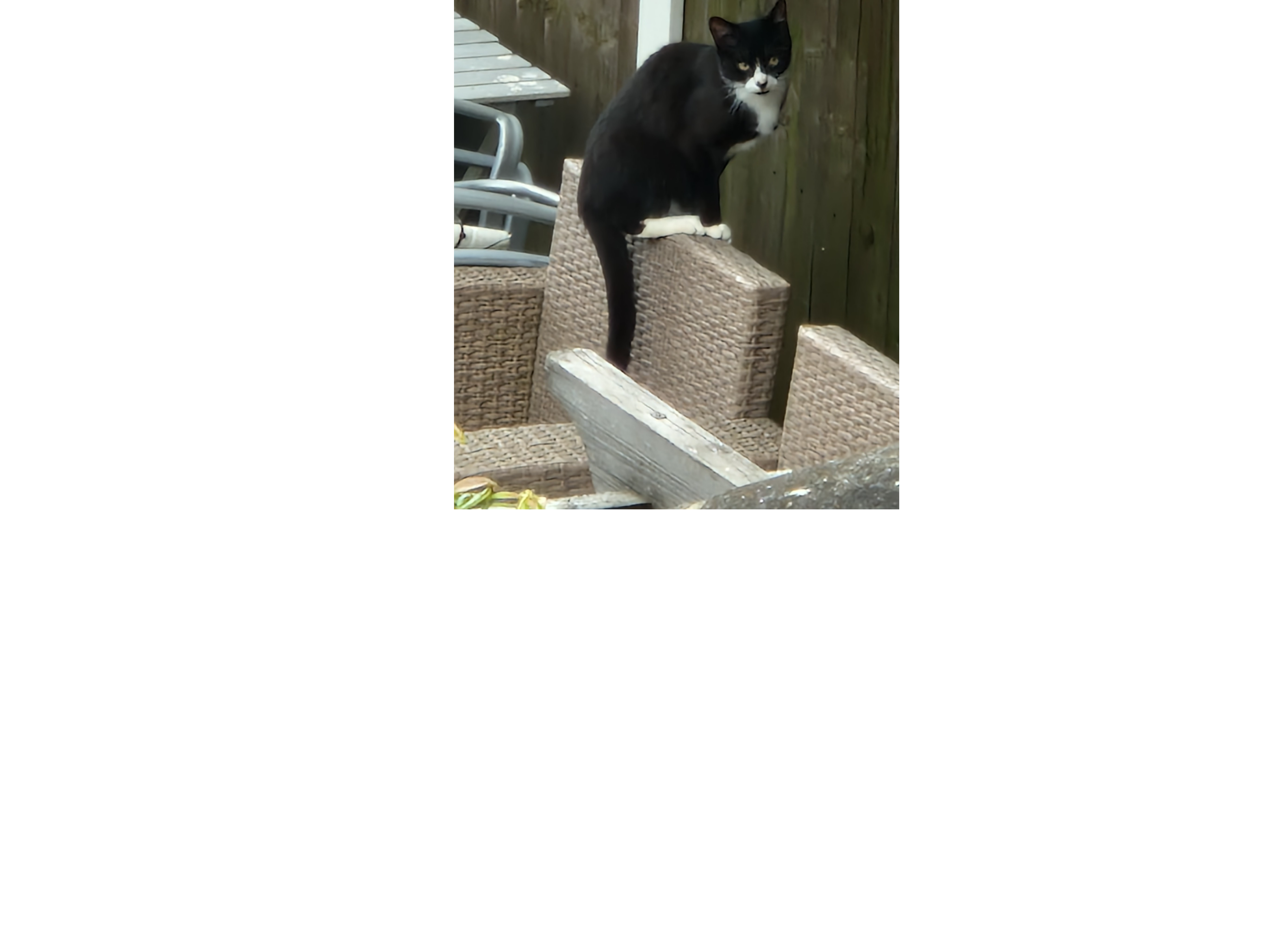F436 - black & white male - MICKLEOVER