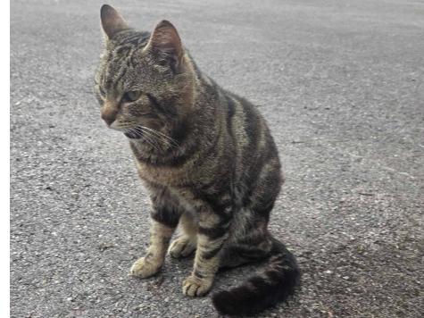 Found 2026.053 - Balfour Close, off Blanchard Ave, Rowner