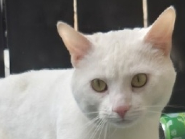 Found cat Simonside area of South Shields.
