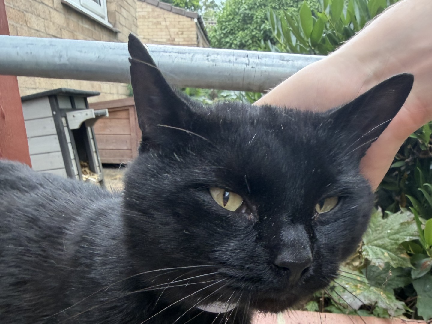 Black male - Bringhurst, Orton Goldhay