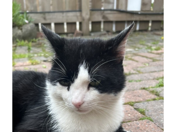 Found Cat – Howdon
